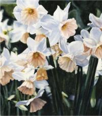 Click on image for larger version