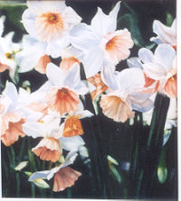 Click on image for large version