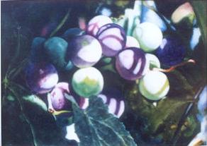 Click on image for larger version