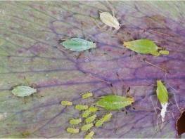 aphid.jpg - 11235 Bytes